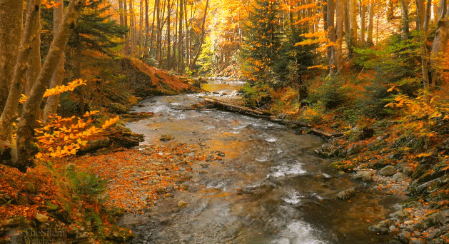 Animated-stream-and-trees-blowing-in-wind