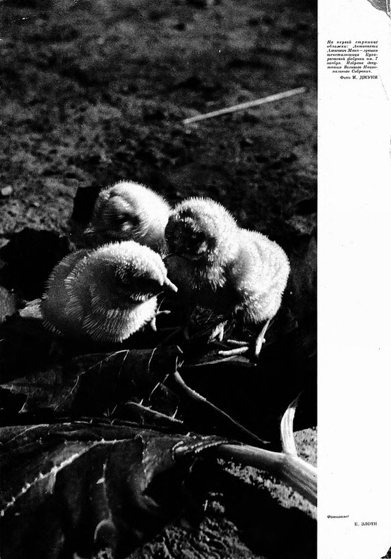 People's Romania (2)