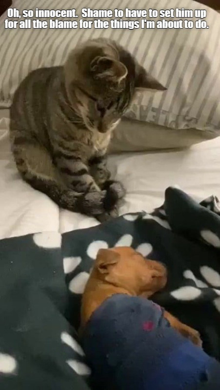 the-dog-did-it