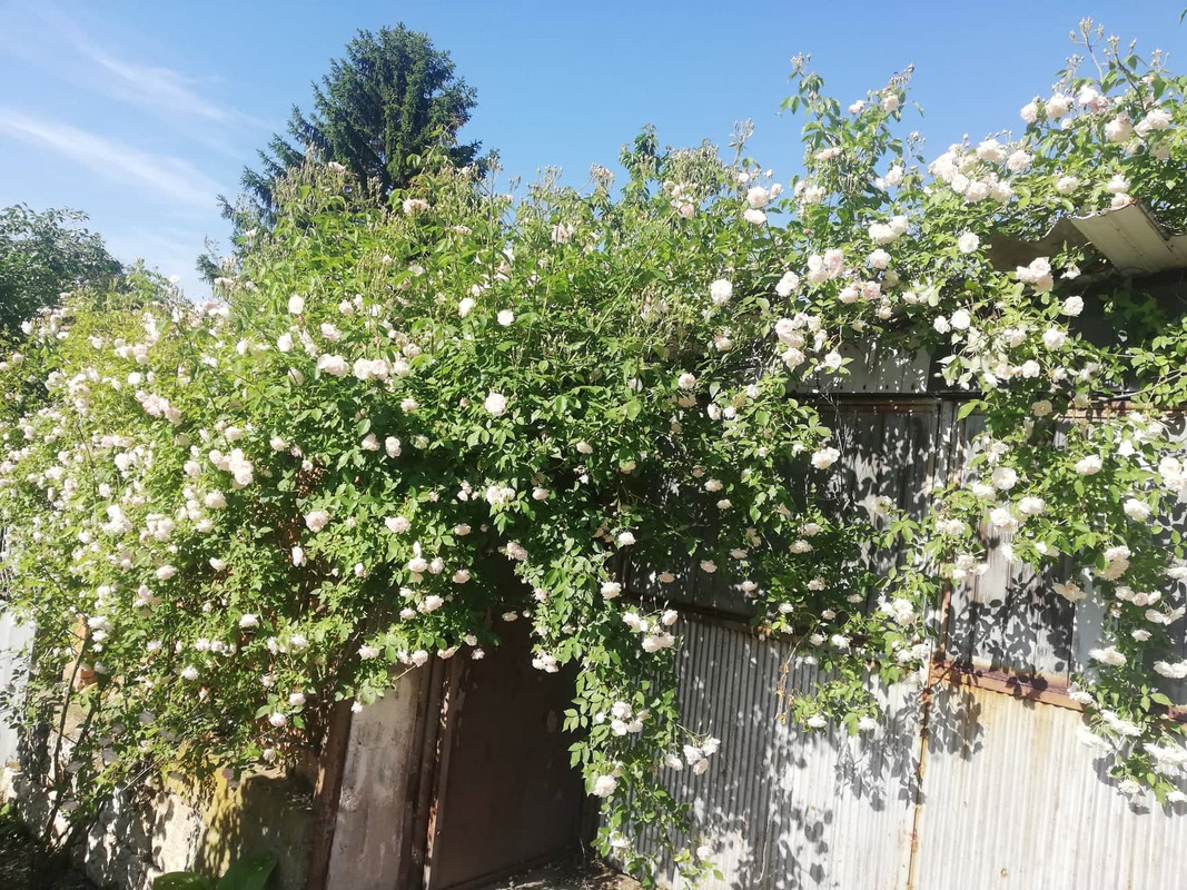 Scarman's Himalayan musk
