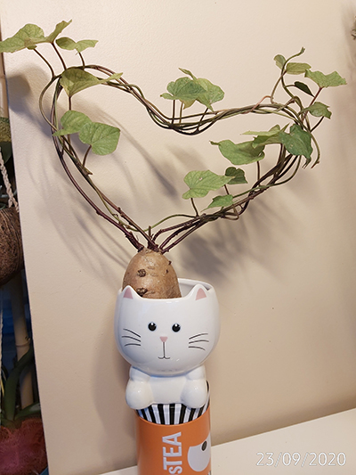 [Image: IMG-20200923-190743.jpg]