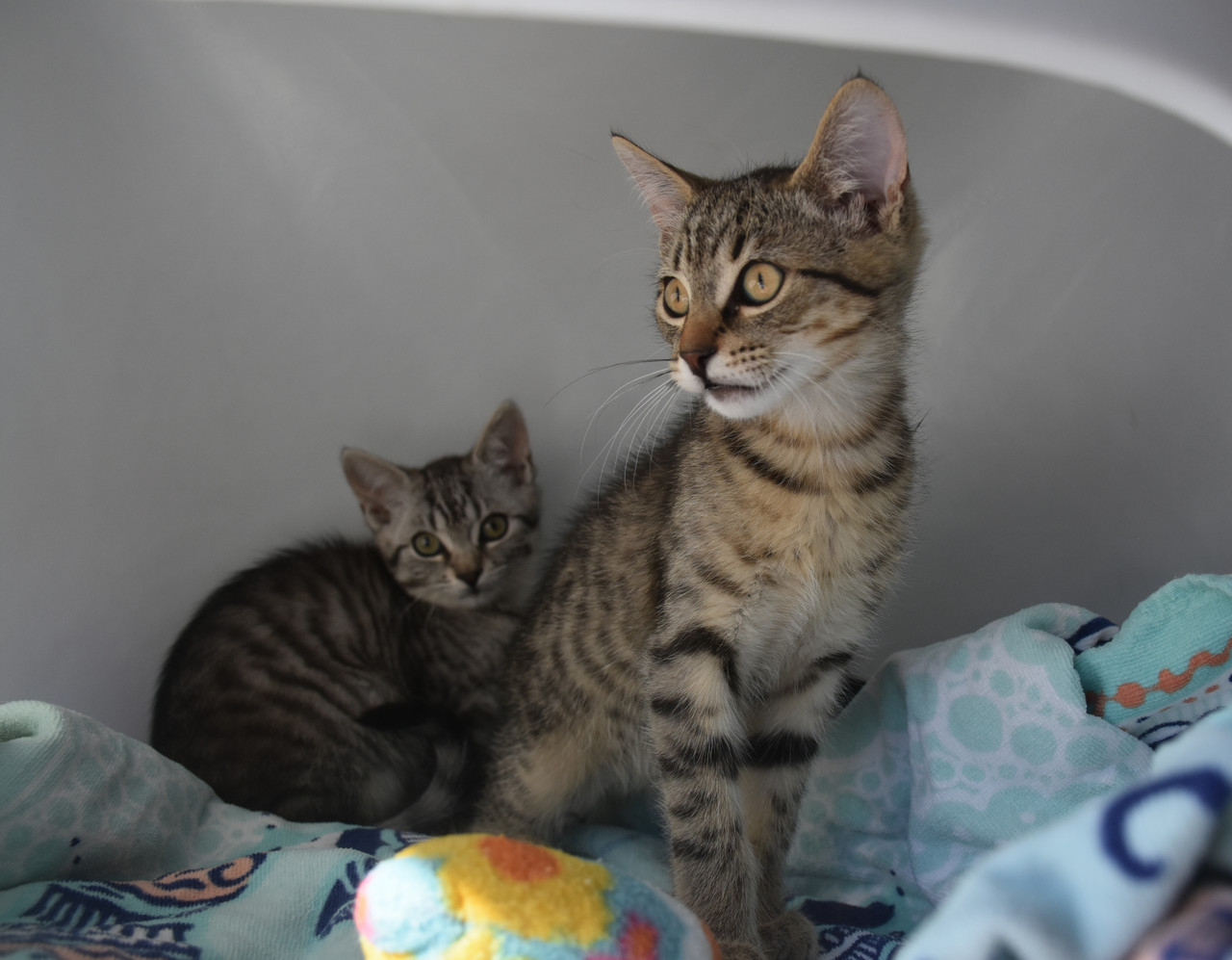 Slika
