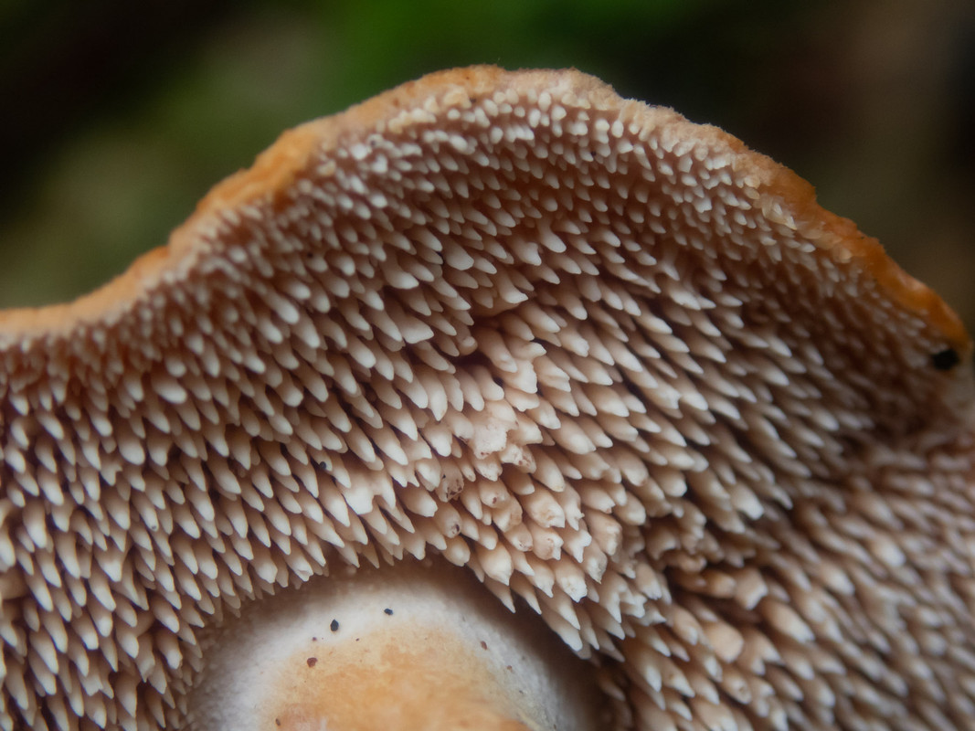 Hydnum_rufescens_hym