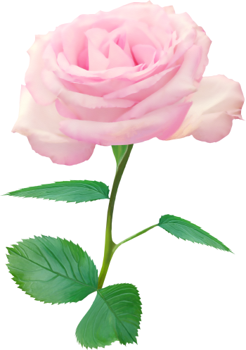 Rose1