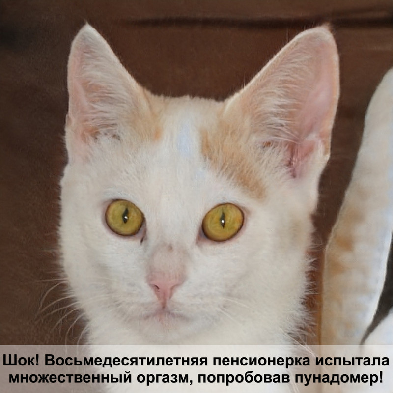 коты с короткими лапками