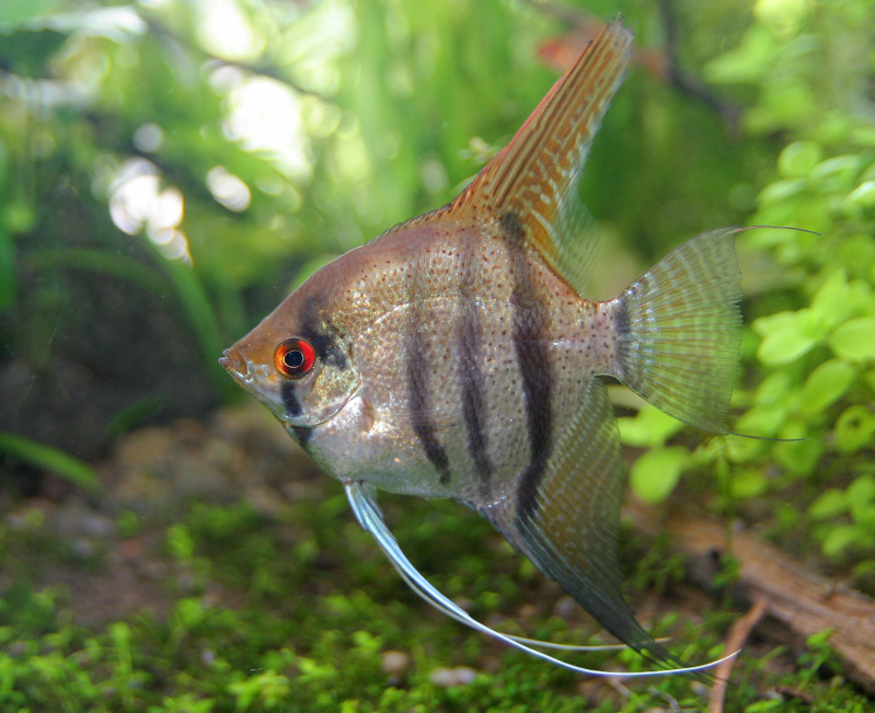 gatoferal-pterophyllum5.jpg