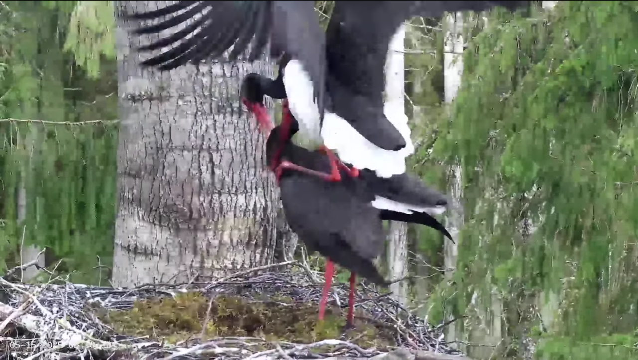 Ekrānuzņēmums 2025-05-15 113745