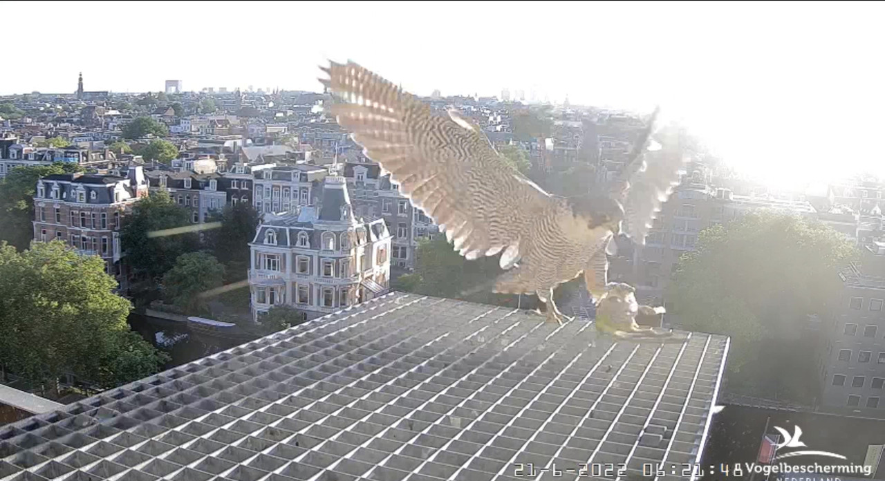 Amsterdam/Rijksmuseum screenshots © Beleef de Lente/Vogelbescherming Nederland - Pagina 30 Video-2022-06-21-062721-Moment-2