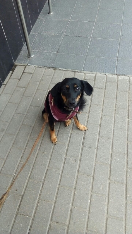 Мэгги стерил2