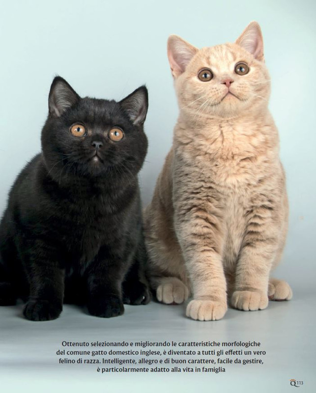 QuattroZampe Set 2021 (12)