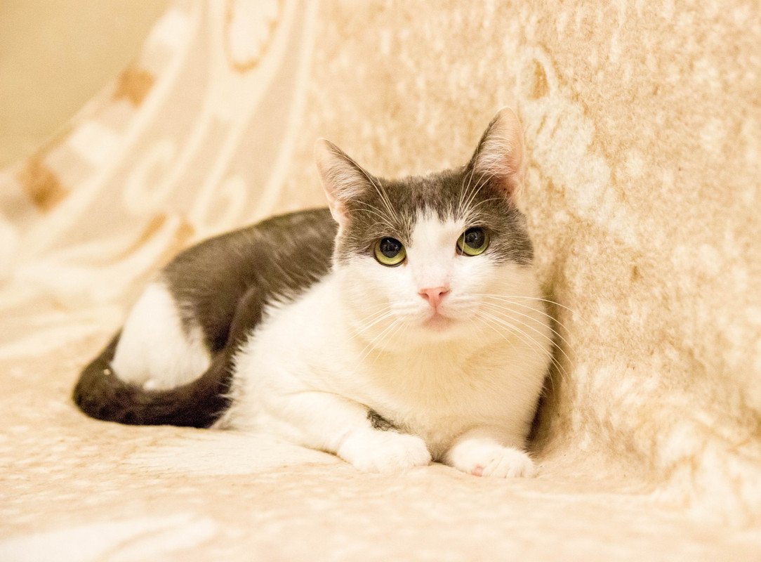 бело-серая-1-12