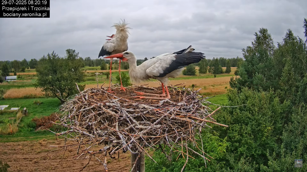 29072025bociany14