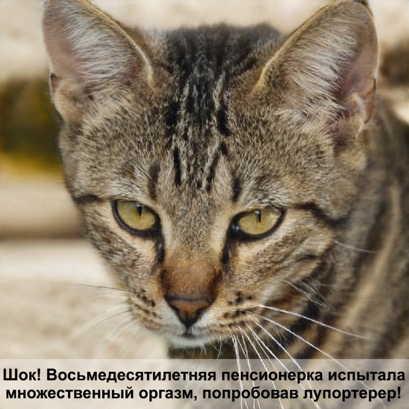 бирманская кошка соболиный окрас