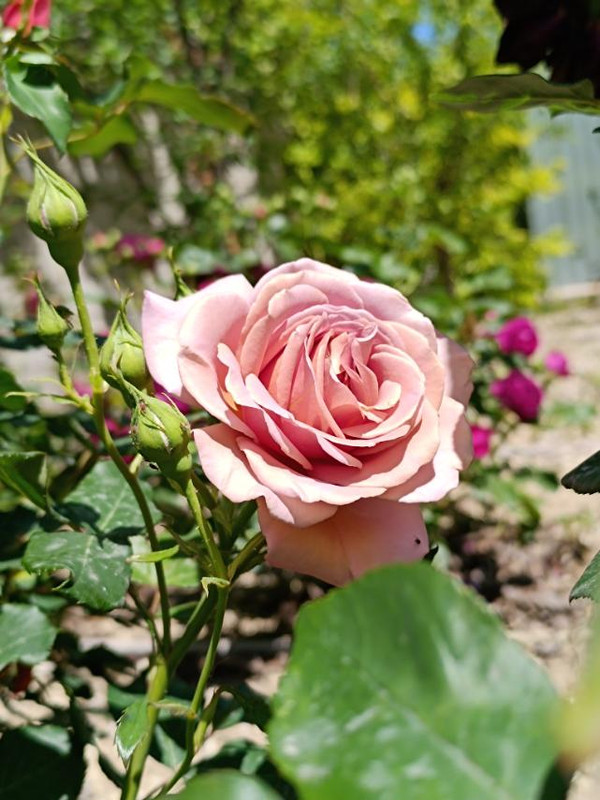 изображение_viber_2024-06-26_13-27-08-480