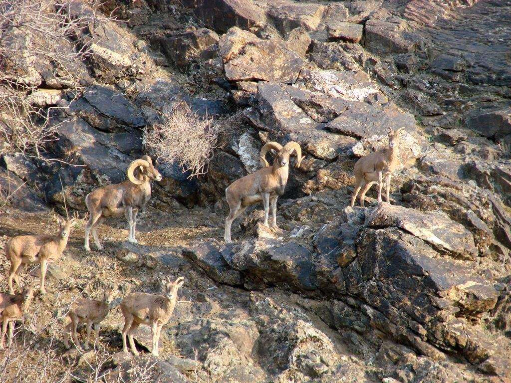 Nurata-anumal-reserve Нуратинский горный заповедник
