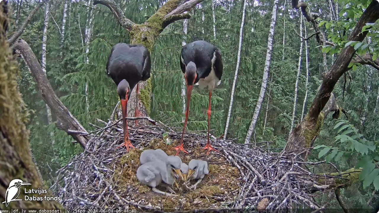 Screenshot 2024-06-04 at 07-12-49 (1) Melnais stārķis (Ciconia nigra) Ogres novadā - LDF tiešraide -