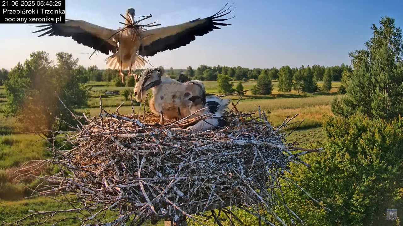 21062025bociany10