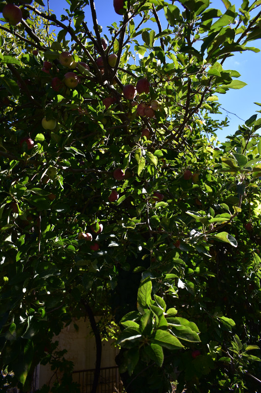 Άνω Δολιανά (33)