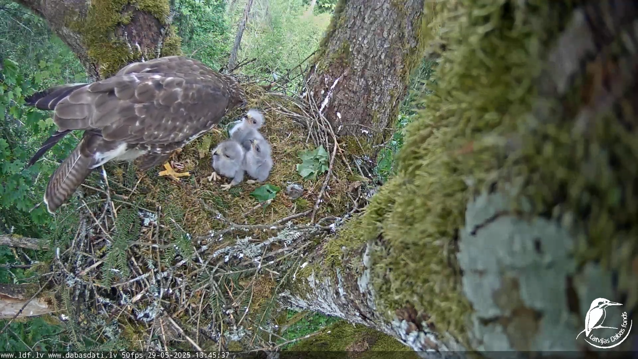 Melnās klijas (Milvus migrans) Kurzemē_ peļu klijāni (Buteo buteo) 16-21-40 screenshot