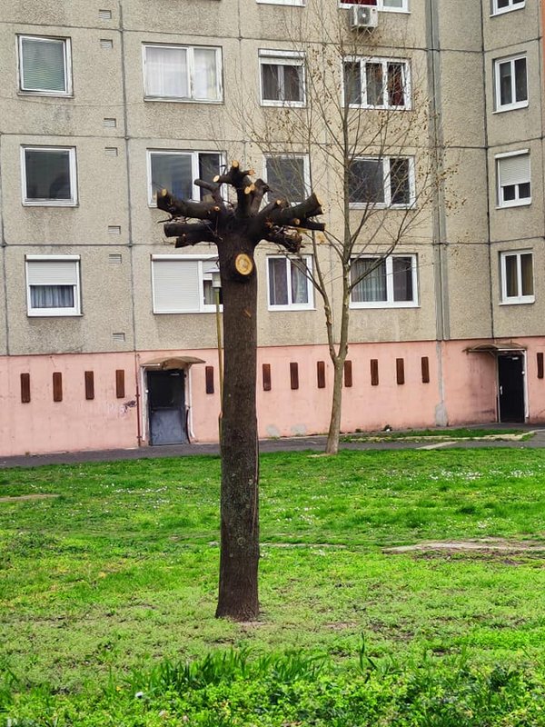 Kép