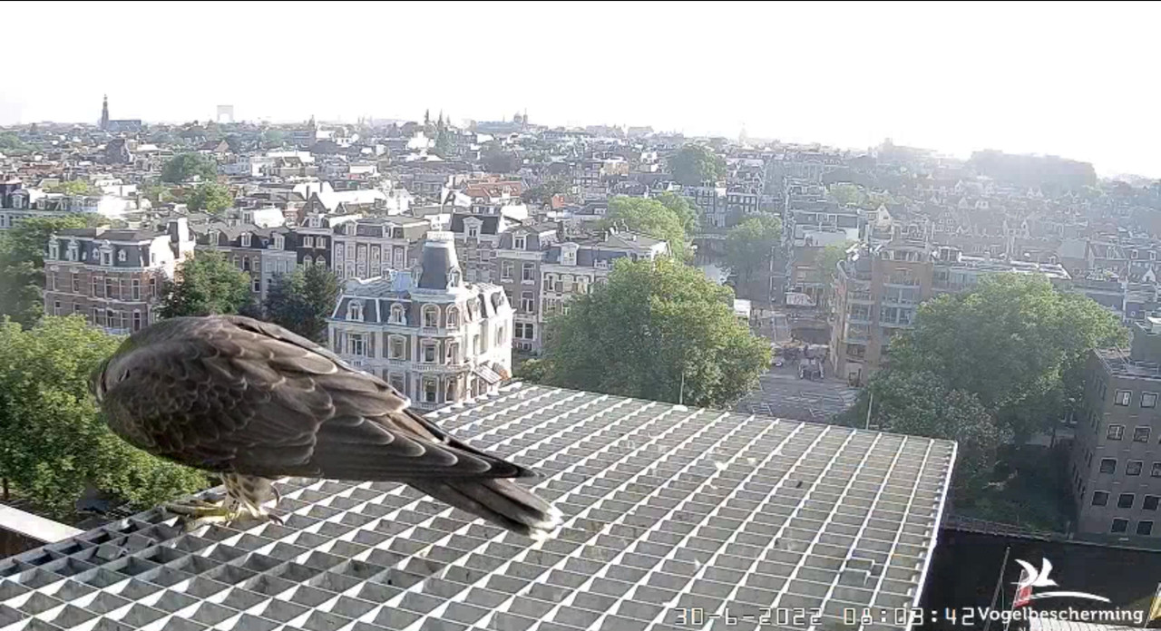 Amsterdam/Rijksmuseum screenshots © Beleef de Lente/Vogelbescherming Nederland - Pagina 34 Video-2022-06-30-080656-Moment