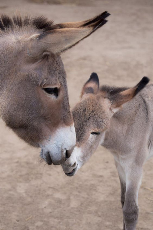 Donkey-Babyae74013f43fd485aa6df5686e.jpg