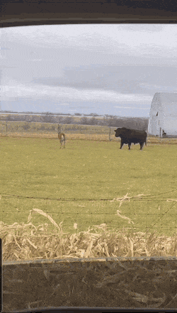 GIFs-12