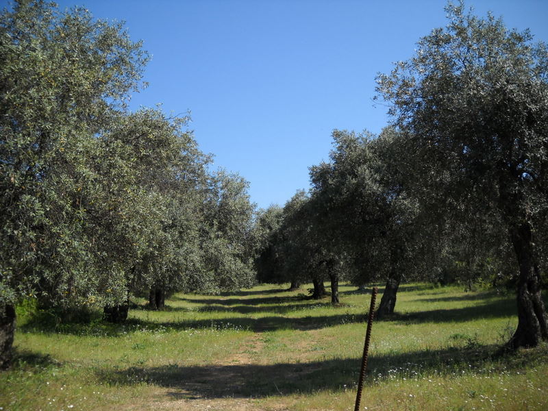 Slika