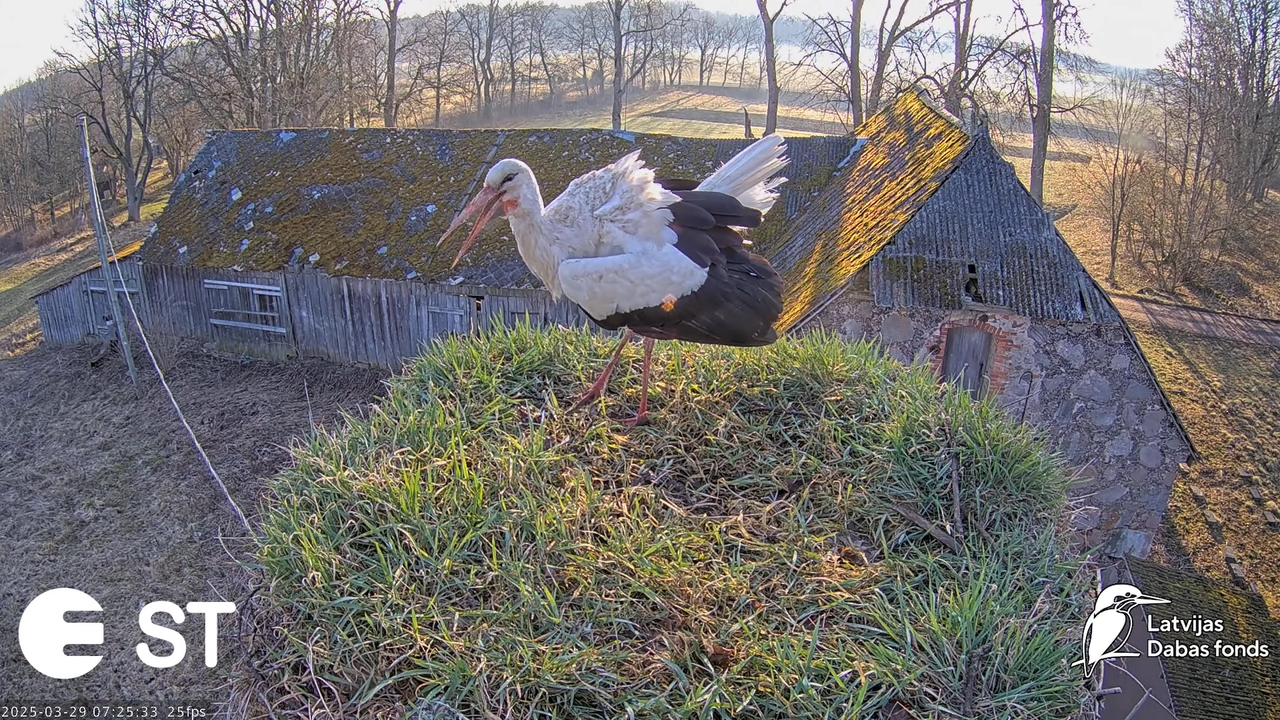 (19) Baltie stārķi (Ciconia ciconia) Tukuma novadā __ White storks in Tukums, Latvia - YouTube - 666