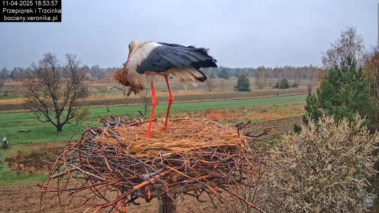 11042025bociany14