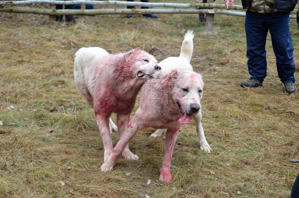 Самурыч-Уран 3     (6)