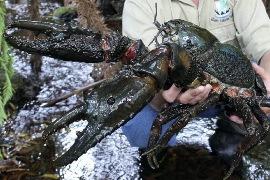 Удивительные тайны Astacopsis gouldi - тасманийский речной гигант Удивительные тайны Astacopsis gouldi - тасманийский речной гигант