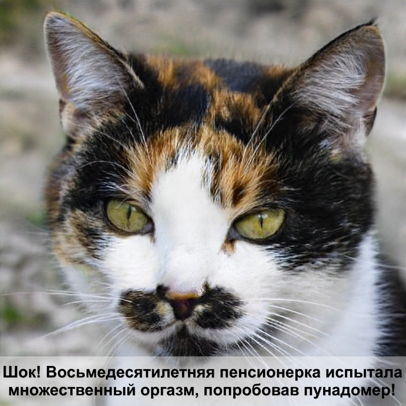 шлейка для кота