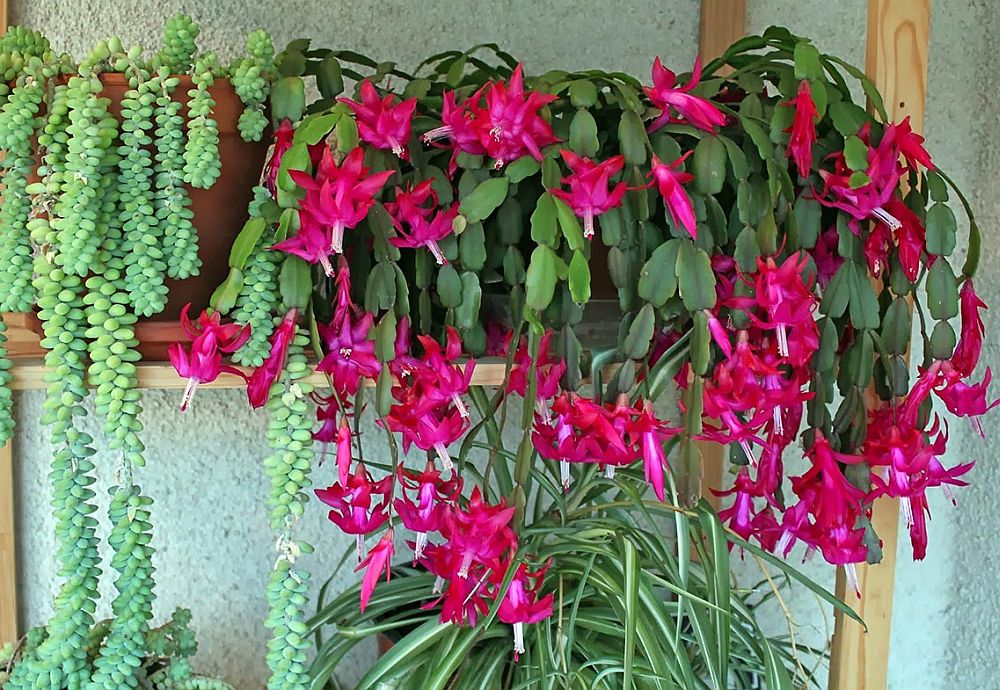 adelaparvu-com-despre-Schlumbergera-sau-