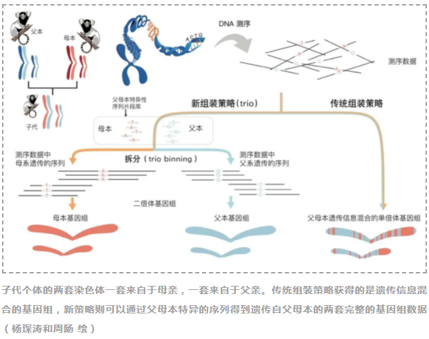 Nature:华大研究院解密狨猴二倍体遗传信息差异, 提出“完美基因组”新标准-3.png
