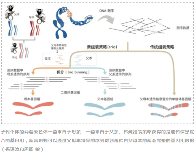 Nature：华大研究院解密狨猴二倍体遗传信息差异， 提出“完美基因组”新标准-3.png