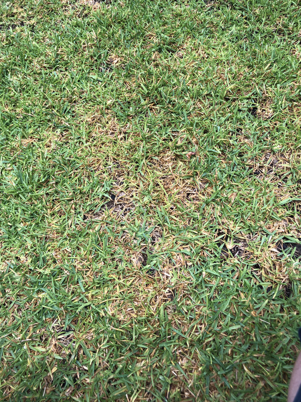 st-augustine-lawn-care-forum