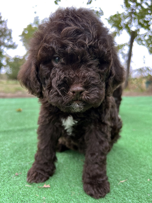 Brown Lagotto Romagnolo female puppy for sale – Ideal Dale Euphoria – 48 days old – photo 3