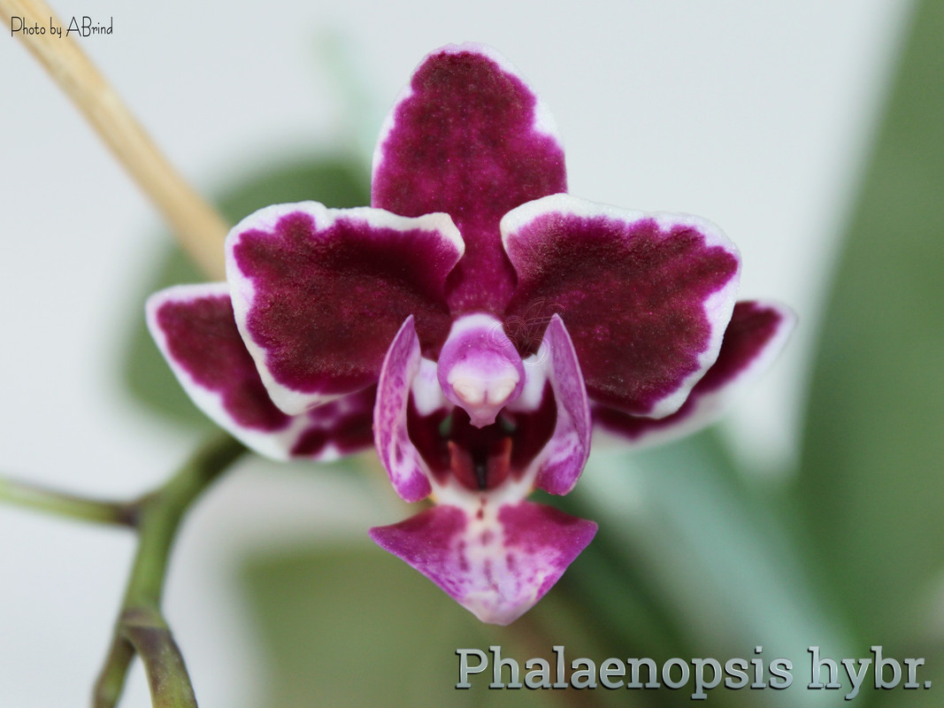 photostudio_1642002683171