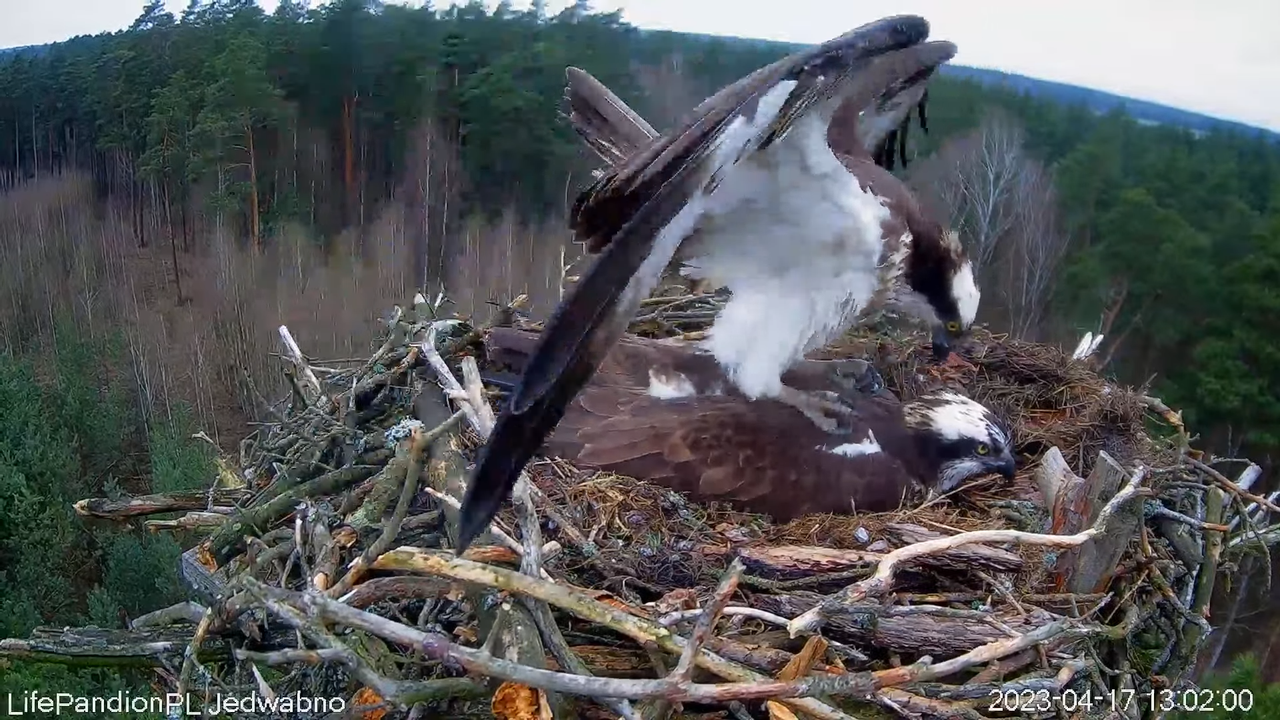 Rybołowy Online Puszcza Napiwodzko-Ramucka _ Ospreys Online in Napiwodzko-Ramucka Forest 11-43-22 sc