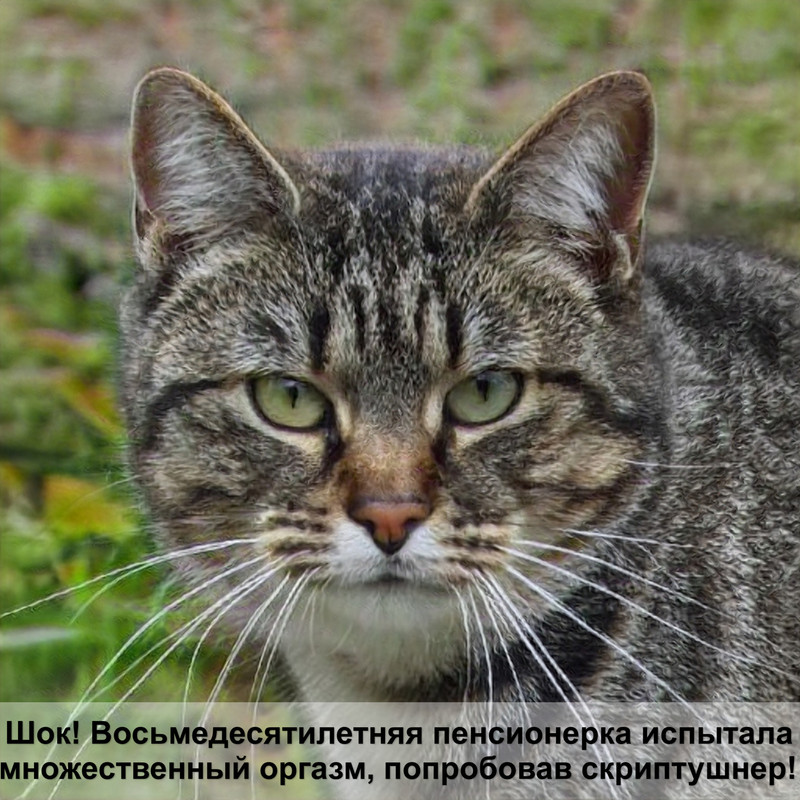 тайская порода кошек окрасы