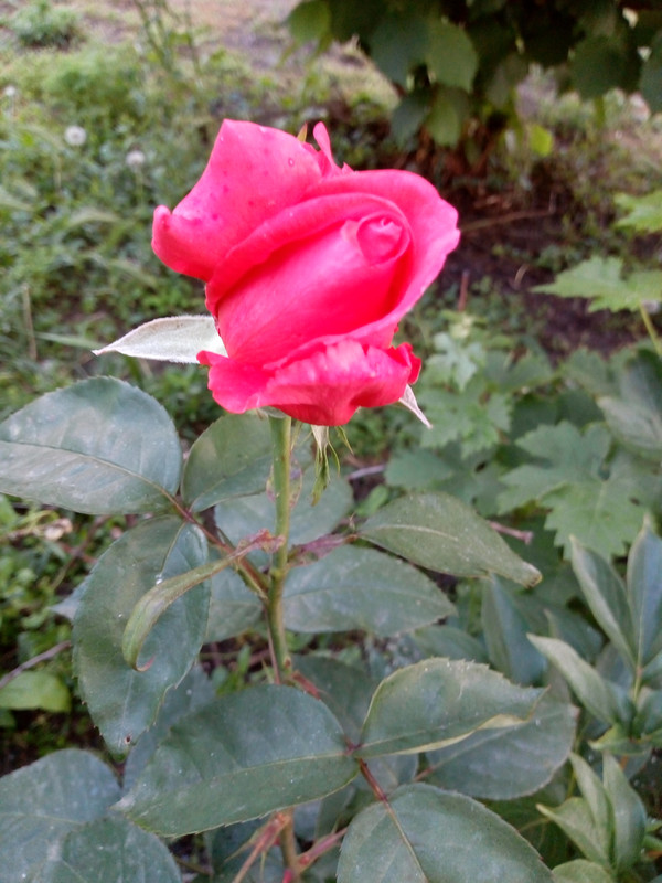 IMG_20190529_194047937