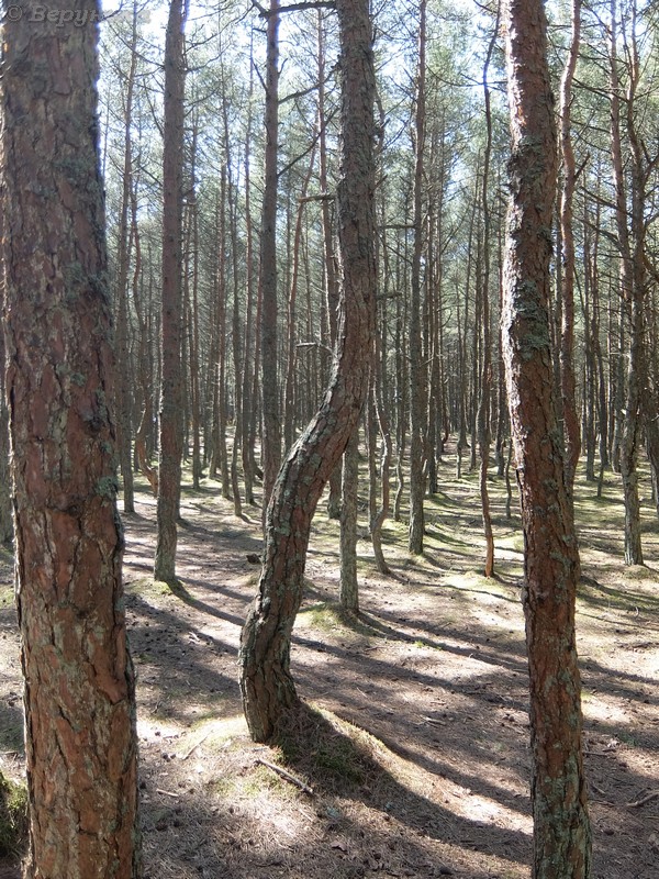 DSCF4447