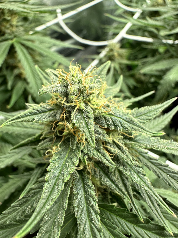 C477B76C-4F79-4E55-AAE8-9881F9BA7551