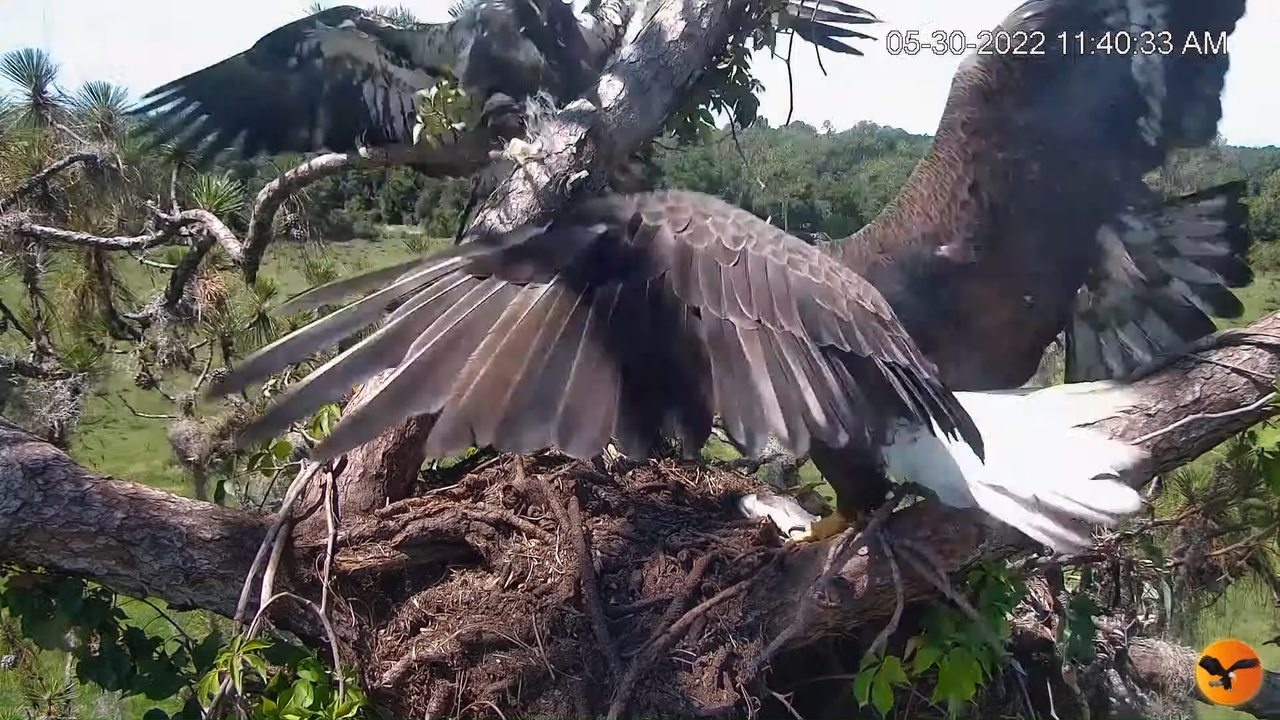 EC Nest Cam 9-57-17 screenshot (1)