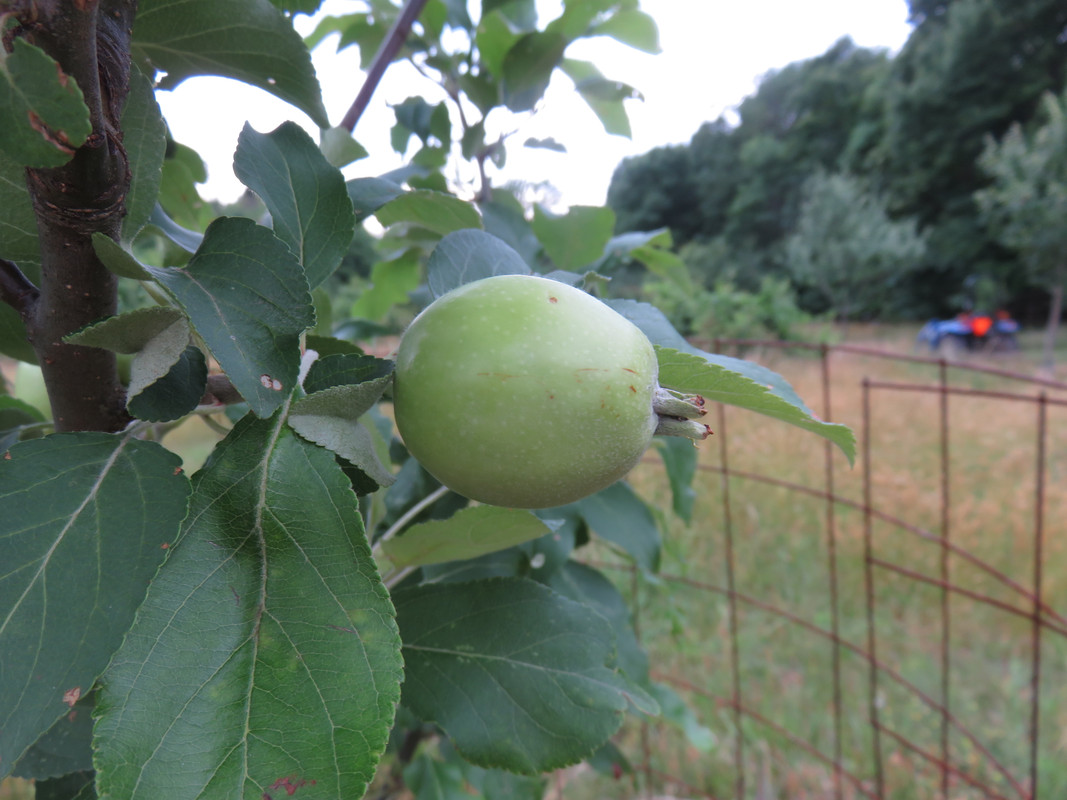 Kazakhstan Apple All Things Habitat Lets talk.....