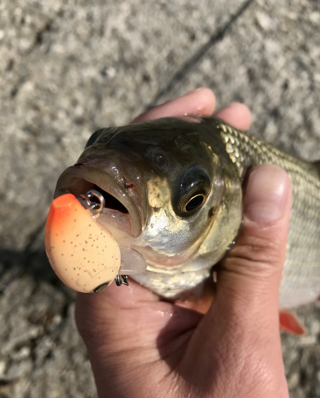 2D545F5A-E910-42AA-96DA-7F242A45016E