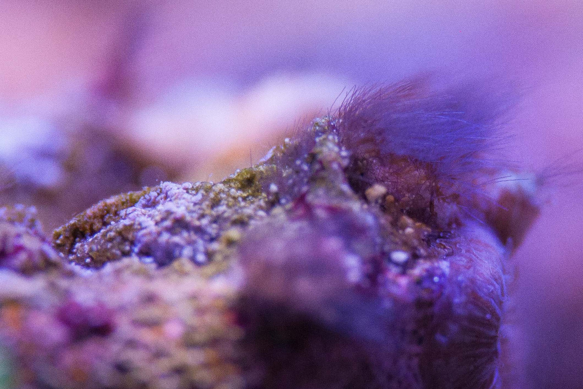 alghe ciuffo rosse (4) copia