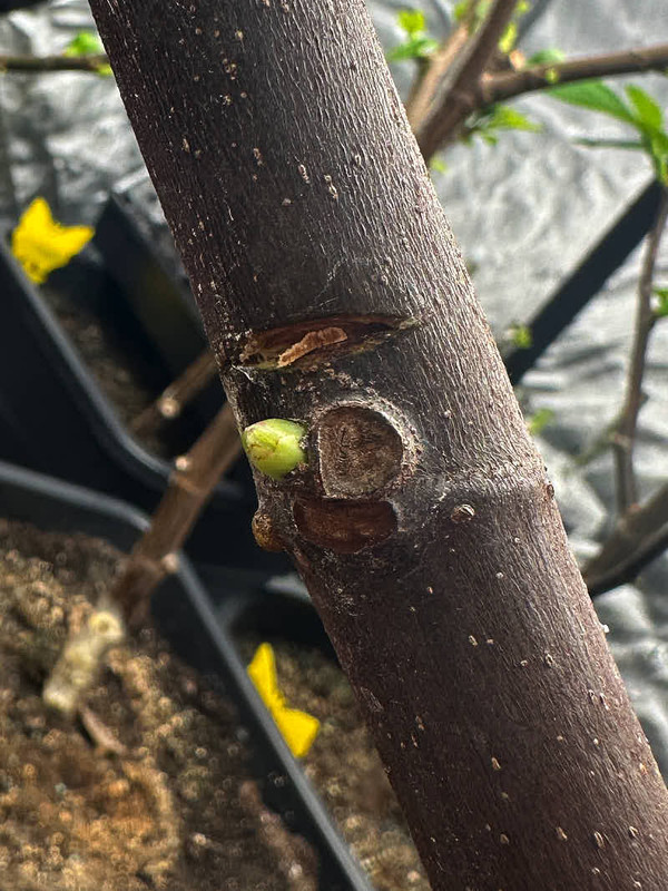 figs-373.jpg