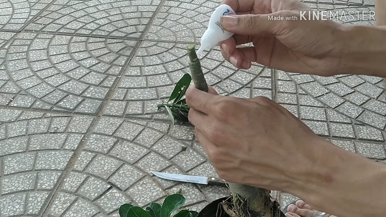 applying-super-glue-around-adenium-graft.jpg